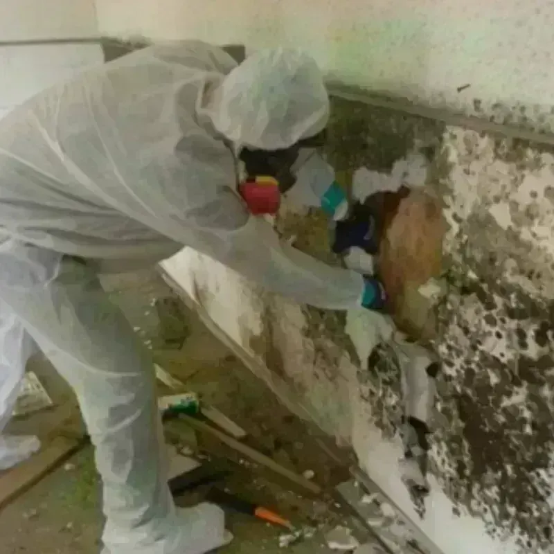 Mold Remediation and Removal in Manson, WA